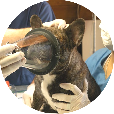 research-circle-anesthesia.png