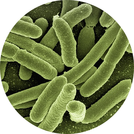 research-circle-bacteria.png