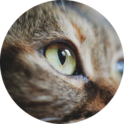 research-circle-cat-eye.png