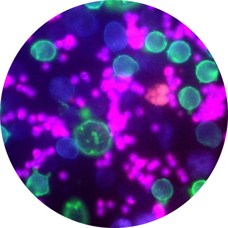 research-circle-fungus.png