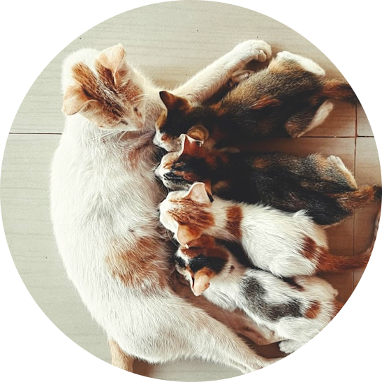 research-circle-nursing.png