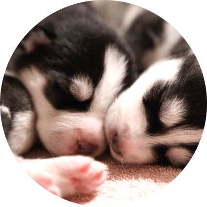 research-circle-pups.png