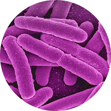 research-circle-microbiom.png