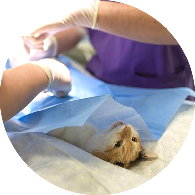 research-circle-surgery.png