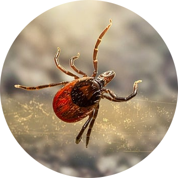 research-circle-tick.png