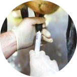 research-circle-gastro.png