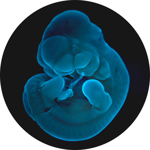 research-circle-embryo.png